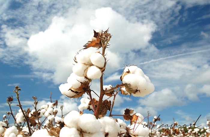 Vải Cotton có nguồn gốc từ sợi bông